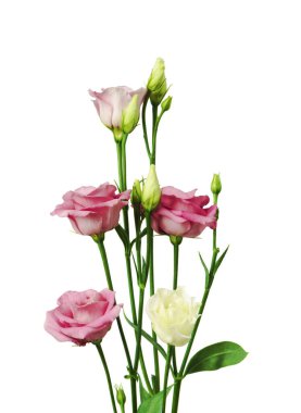 Güzel Eustoma çiçeği beyaza izole edilmiş.