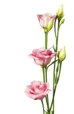 Güzel Eustoma çiçeği beyaza izole edilmiş.