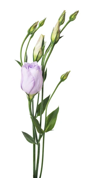 Hermosa Flor Eustoma Aislada Blanco —  Fotos de Stock
