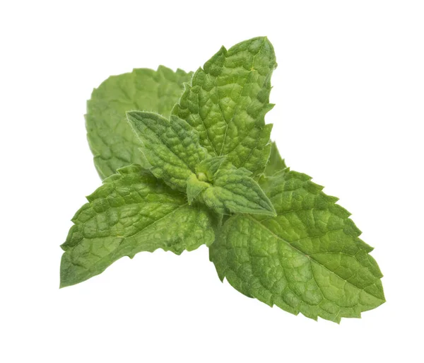 Fresh Green Mint Leaves Isolated White Background — Stock Photo, Image