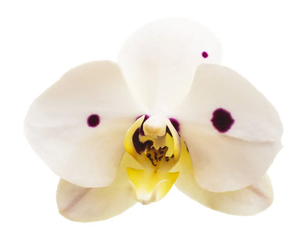 Belle Fleur Orchidée Phalaenopsis Isolée Sur Fond Blanc — Photo