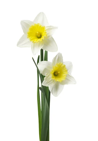 Frühlingsblumenkranz Schöne Frische Narzissenblüten Isoliert Auf Weißem Hintergrund Selektiver Fokus — Stockfoto