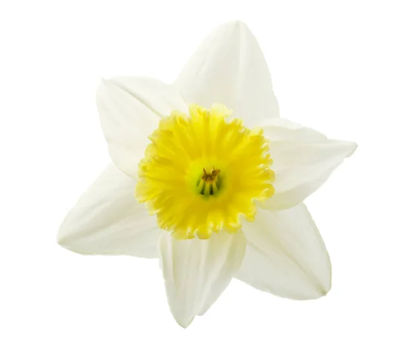 Narcis Close Een Witte Achtergrond — Stockfoto