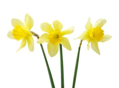 Bahar çiçekleri, güzel taze nergisler, beyaz arka planda izole edilmiş. Seçici odak