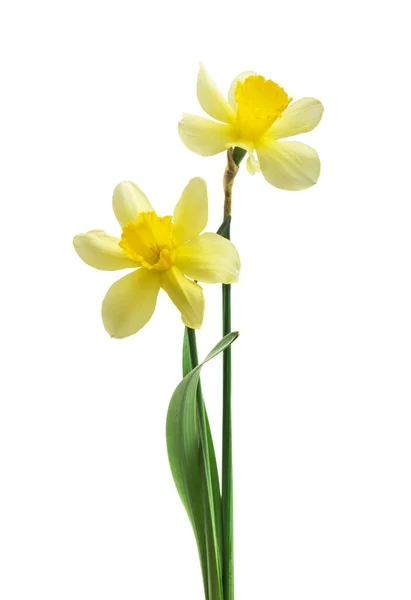 Tavaszi Virágszegély Gyönyörű Friss Nárciszvirág Fehér Háttérrel Szelektív Fókusz — Stock Fotó
