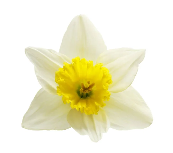 Narcis Close Een Witte Achtergrond — Stockfoto