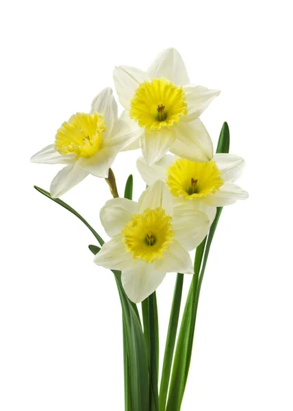 Bordo Floreale Primaverile Bellissimi Narcisi Freschi Fiori Isolati Sfondo Bianco — Foto Stock