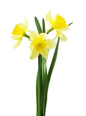 Bahar çiçekleri, güzel taze nergisler, beyaz arka planda izole edilmiş. Seçici odak