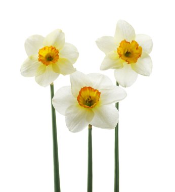 Bahar çiçekleri, güzel taze nergisler, beyaz arka planda izole edilmiş. Seçici odak