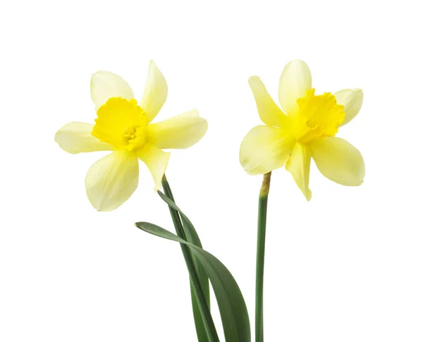 Borde Floral Primavera Hermosas Flores Frescas Narcisos Aisladas Sobre Fondo — Foto de Stock