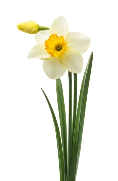 春天的花边 美丽新鲜的水仙花 隔离在白色的背景上 有选择的重点 — 图库照片