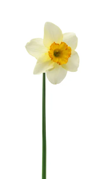 Bahar Çiçekleri Güzel Taze Nergisler Beyaz Arka Planda Izole Edilmiş — Stok fotoğraf