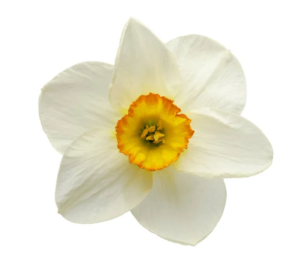 Narcis Close Een Witte Achtergrond — Stockfoto