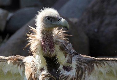 Kanatları banyo sonra kurutma Himalaya akbaba (Gyps himalayensis)