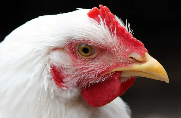 Белый цыпленок крупным планом — стоковое фото