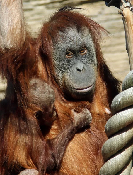 Mulher de Sumatra orangotango (Pongo abelii) com um bebê — Fotografia de Stock