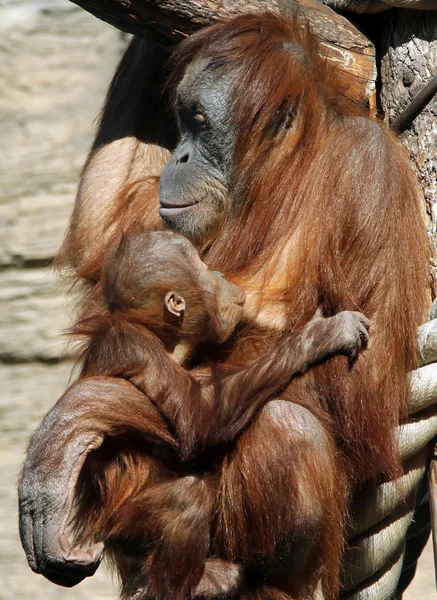 Mulher de Sumatra orangotango (Pongo abelii) com um bebê — Fotografia de Stock