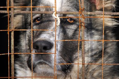 Genç Orta Asya çoban köpeği bir kafes içinde