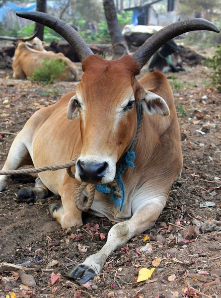 Індійська Священна корови на звалище на околиці міста, Гоа — стокове фото