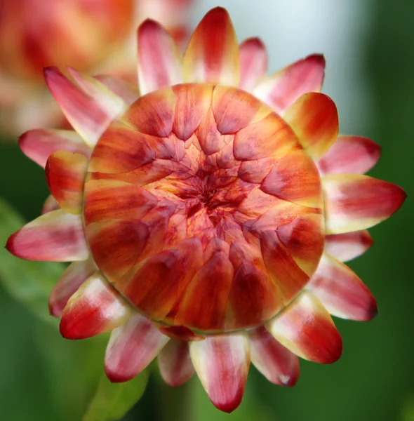 Bunte Erdbeere (helichrysum)) — Stockfoto