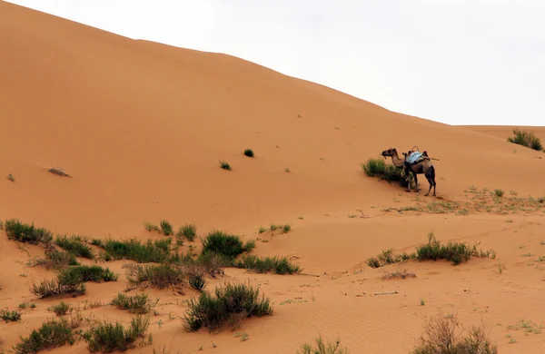 Chameau dans un désert, Shapotou, Chine — Photo