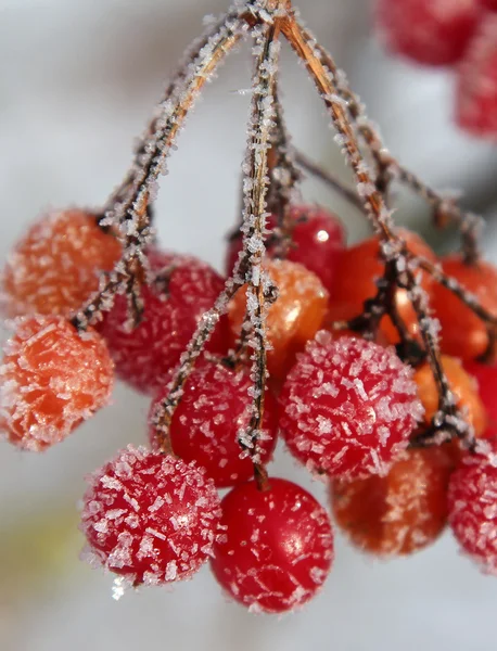 Rowan berries covered with hoarfrost — Stock Photo, Image