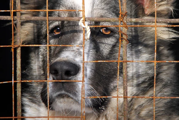Jovem Cão pastor da Ásia Central em uma gaiola — Fotografia de Stock