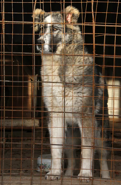 Ung Central asiatiska vallhund i en bur — Stockfoto