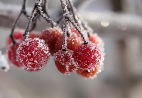 Rowan berries covered with hoarfrost — Stock Photo, Image