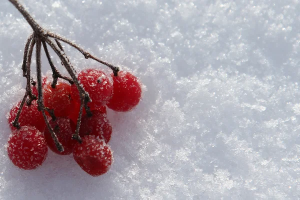 Frozen rowan berries on a snow Royalty Free Stock Images