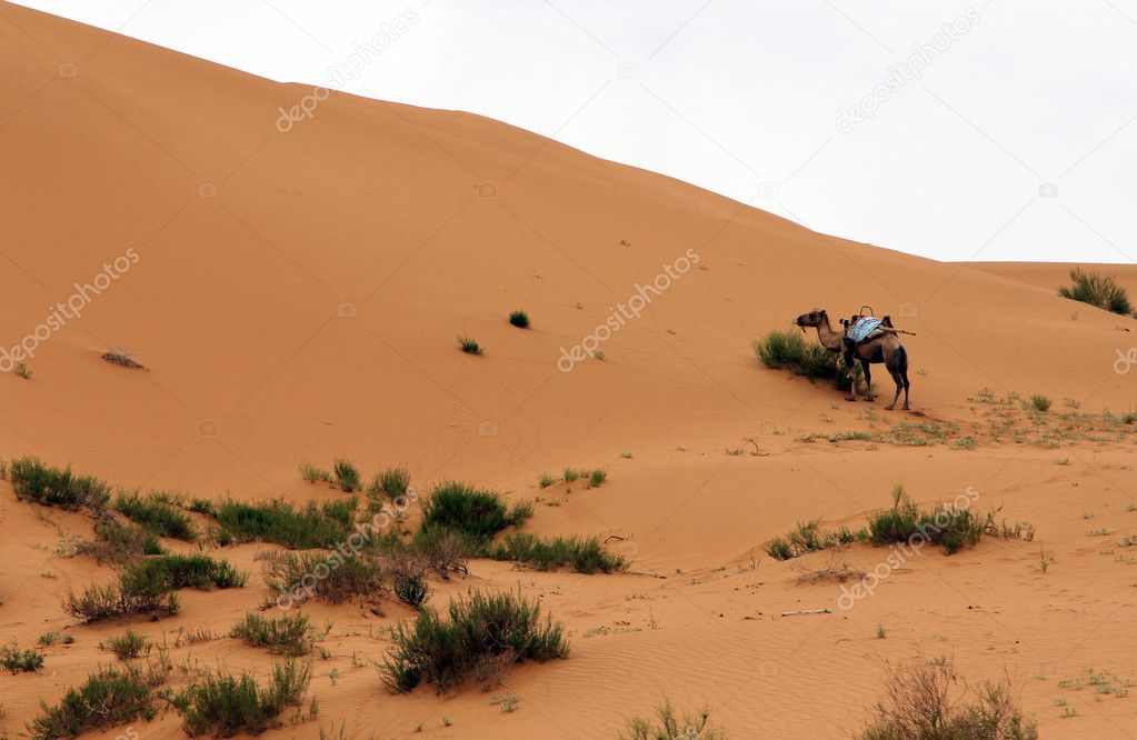 Camel in a desert, Shapotou, China