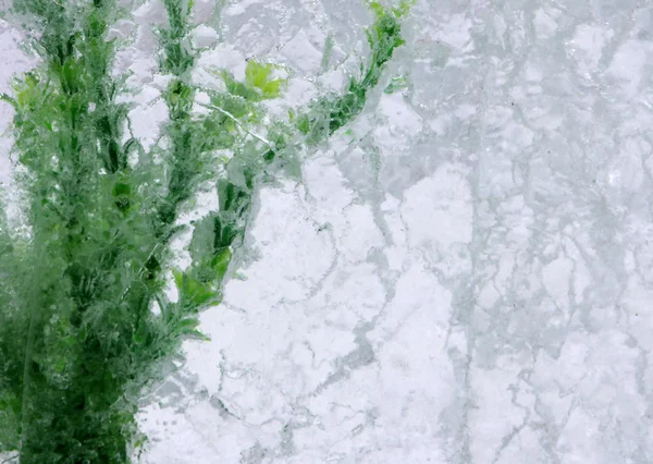 Зеленые водоросли в блоке льда — стоковое фото