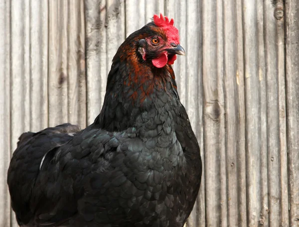 Svart kyckling på en fjäderfä gård Stockbild