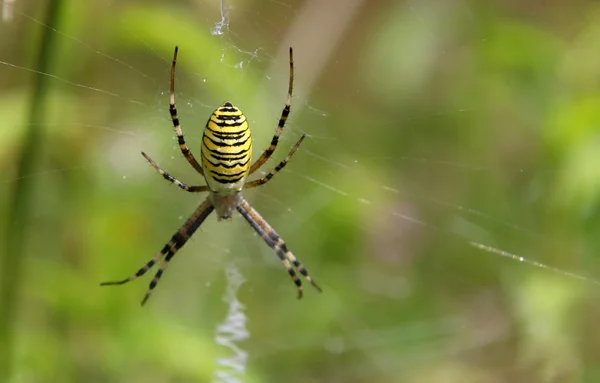 말벌 거미 (Argiope bruennichi)) — 스톡 사진
