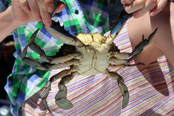 在孩子的手抓活男蓝蟹 — 图库照片