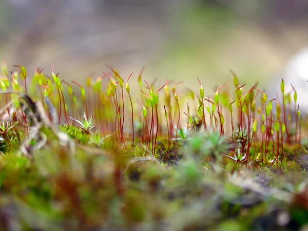 Sporophytes (spore-bearing capsules) of moss closeup — Stock Photo, Image