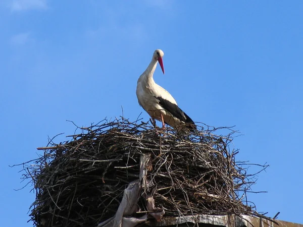 Weißstorch (ciconia ciconia) im Nest vor blauem Himmel — Stockfoto