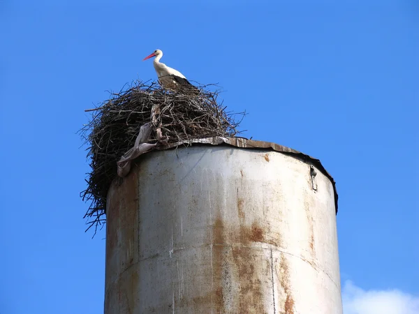 Weißstorch (ciconia ciconia) im Nest vor blauem Himmel — Stockfoto