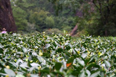 Wuyi yarış ünlü Da Hong Pao (büyük kırmızı elbise) çay plantasyon