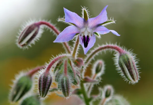 Hodan çiçeği (Borago officinalis)