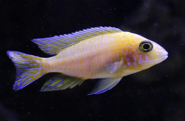 Peces de color amarillo brillante en luz de neón sobre fondo negro —  Fotos de Stock