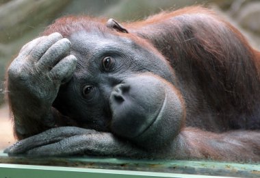 Dişi orangutan düşünceli hayvanat bahçesinde camın görünüyor.