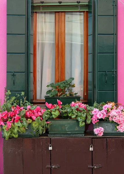 Rosafarbene Blüten auf der Fensterbank — Stockfoto