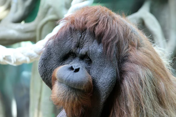 Portrét dospělý orangutan mužského pohlaví v zoo — Stock fotografie
