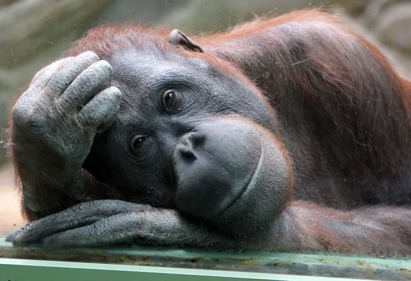 Female orangutan looks thoughtfully through the glass in the zoo — Stock Photo, Image