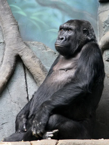 Westlicher Flachlandgorilla im Zoo — Stockfoto