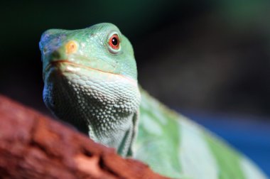 Fiji şeritli iguana (Brachylophus fasciatus)