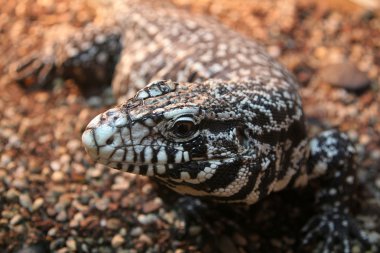 Siyah ve beyaz Tegu (Salvator merianae)