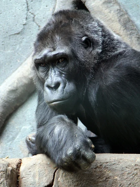 Západní nížinná gorila v zoologické zahradě — Stock fotografie