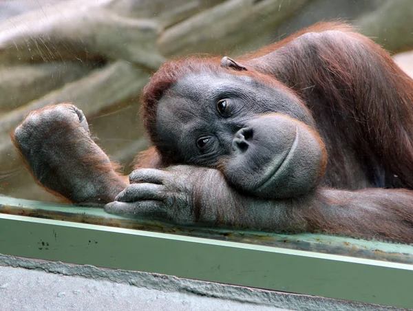 Female orangutan looks thoughtfully through the glass in the zoo — Stock Photo, Image
